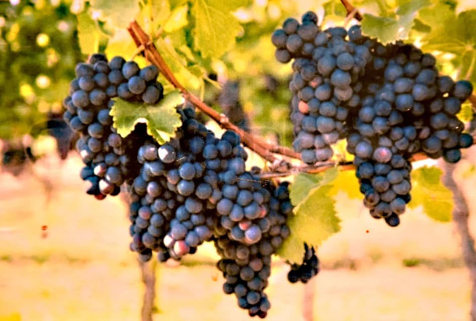 Vinogradarska obitelj Antuna Hercega poznata po proizvodnji frankovke