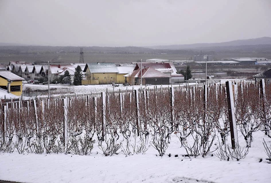 (FOTOGALERIJA) Najavili početak radova u vinogradima