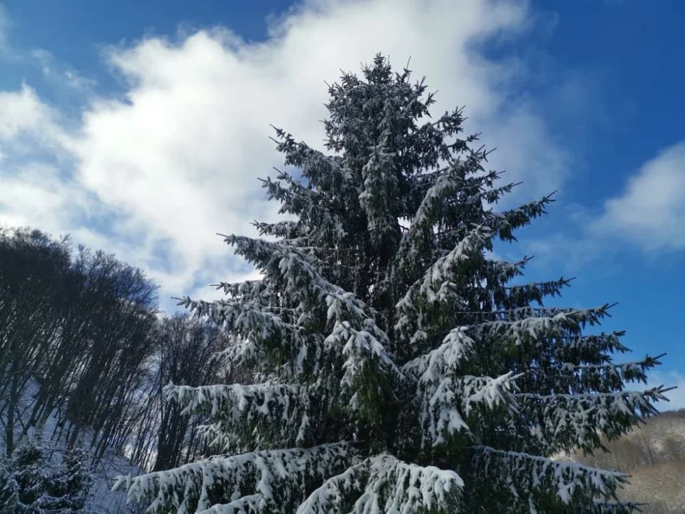 Papuk pod snijegom