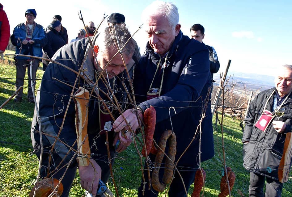 POŽEŽANI OBILJEŽILI VINCELOVO NA POŽEŠKOJ GORI: Slavlje u vinogradima s pogledom na Požešku kotlinu