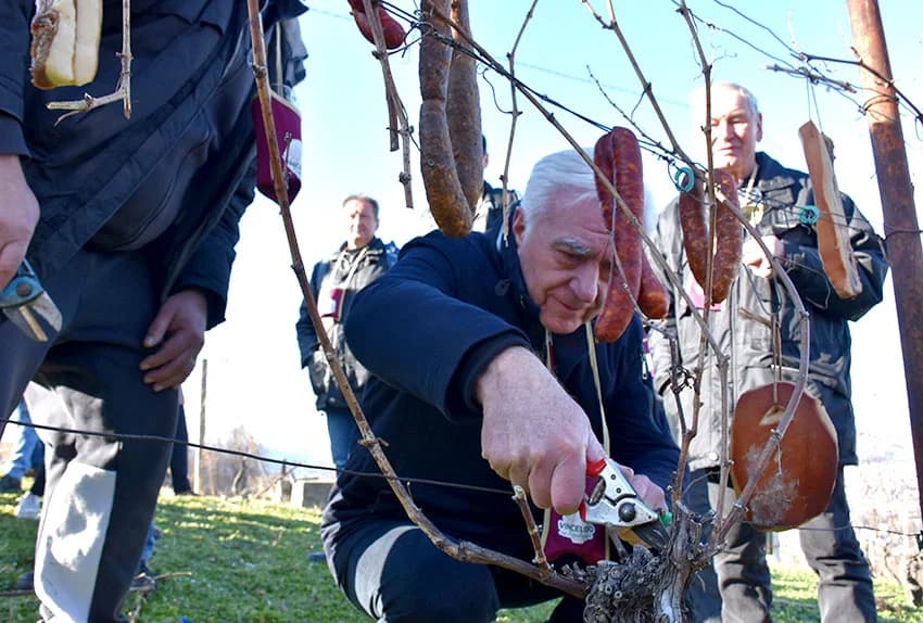 POŽEŽANI OBILJEŽILI VINCELOVO NA POŽEŠKOJ GORI: Slavlje u vinogradima s pogledom na Požešku kotlinu