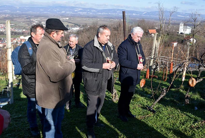 POŽEŽANI OBILJEŽILI VINCELOVO NA POŽEŠKOJ GORI: Slavlje u vinogradima s pogledom na Požešku kotlinu