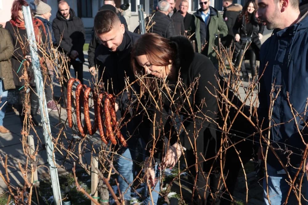 Na Trgu graševine u Kutjevu uz prigodan program orezani prvi trsovi loze i zapaljena vincelovska vatra