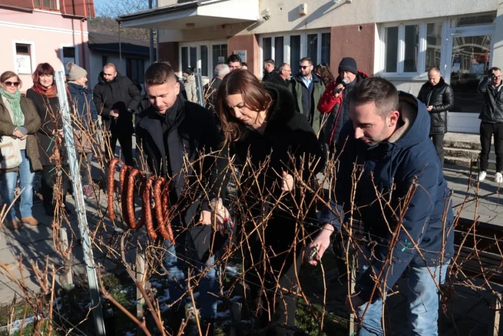 Na Trgu graševine u Kutjevu uz prigodan program orezani prvi trsovi loze i zapaljena vincelovska vatra