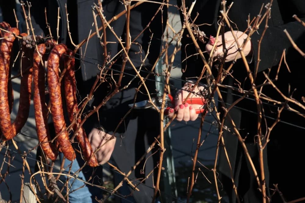 Na Trgu graševine u Kutjevu uz prigodan program orezani prvi trsovi loze i zapaljena vincelovska vatra