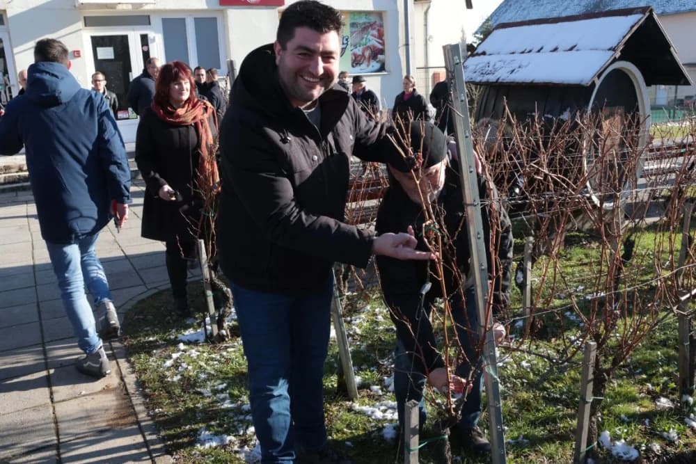 Na Trgu graševine u Kutjevu uz prigodan program orezani prvi trsovi loze i zapaljena vincelovska vatra