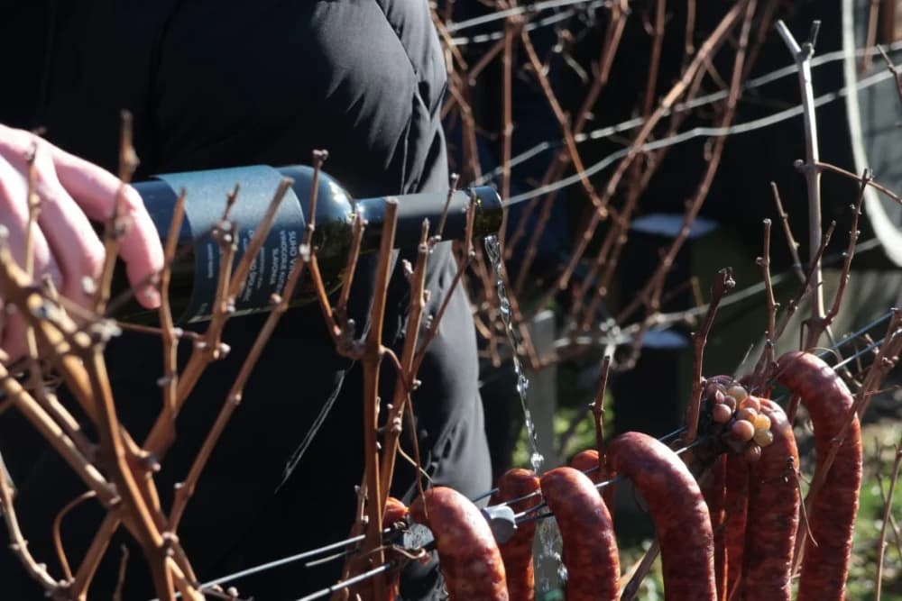 Na Trgu graševine u Kutjevu uz prigodan program orezani prvi trsovi loze i zapaljena vincelovska vatra
