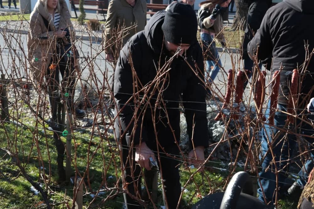 Na Trgu graševine u Kutjevu uz prigodan program orezani prvi trsovi loze i zapaljena vincelovska vatra