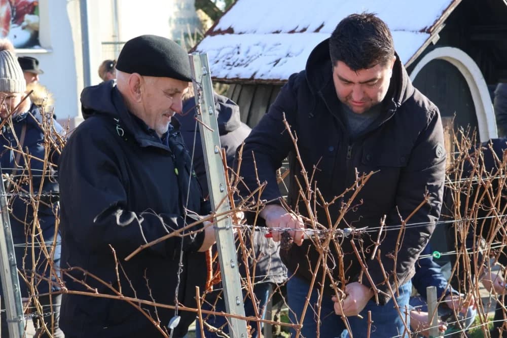 Na Trgu graševine u Kutjevu uz prigodan program orezani prvi trsovi loze i zapaljena vincelovska vatra