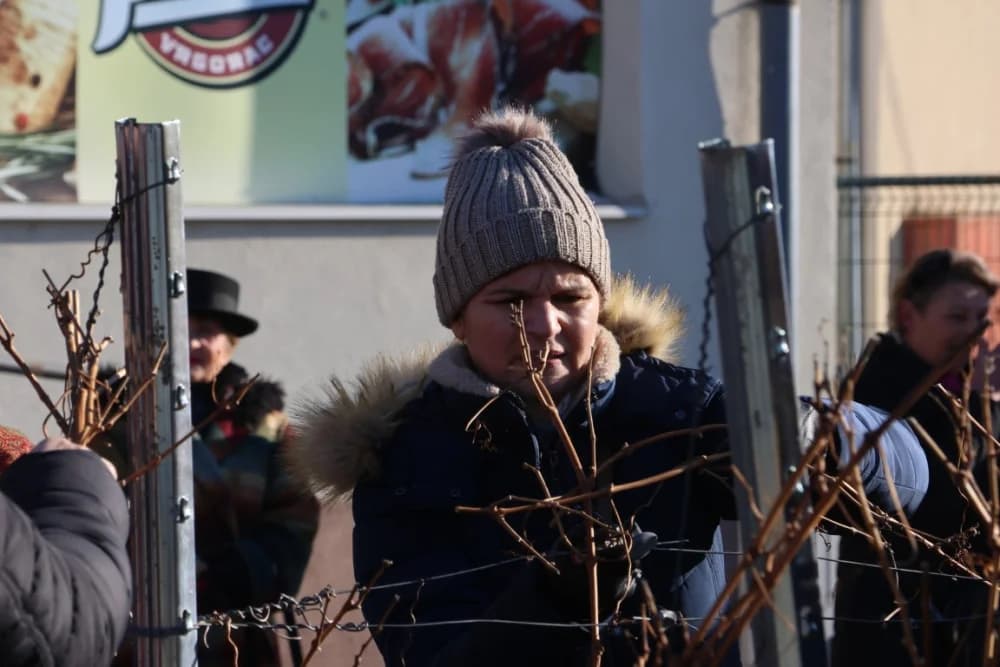 Na Trgu graševine u Kutjevu uz prigodan program orezani prvi trsovi loze i zapaljena vincelovska vatra
