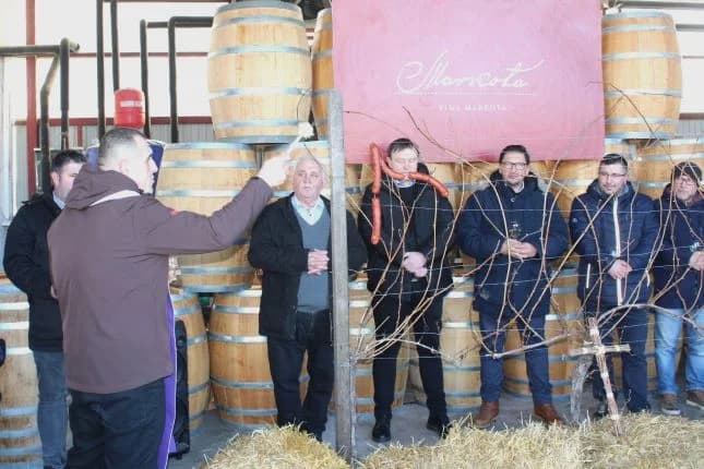 Svečano obilježili Vincelovo u tvrtki Vina Markota uz blagoslov vinove loze, pjesmu i druženje