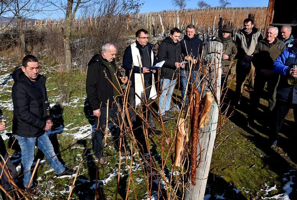VINCELOVO U VINOGRADU OBITELJI MAJSTOROVIĆ U KUTJEVU: Zazvali bogatu berbu i obilje vina u podrumu