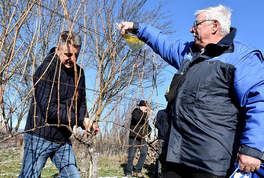 VINCELOVO U VINOGRADU OBITELJI MAJSTOROVIĆ U KUTJEVU: Zazvali bogatu berbu i obilje vina u podrumu