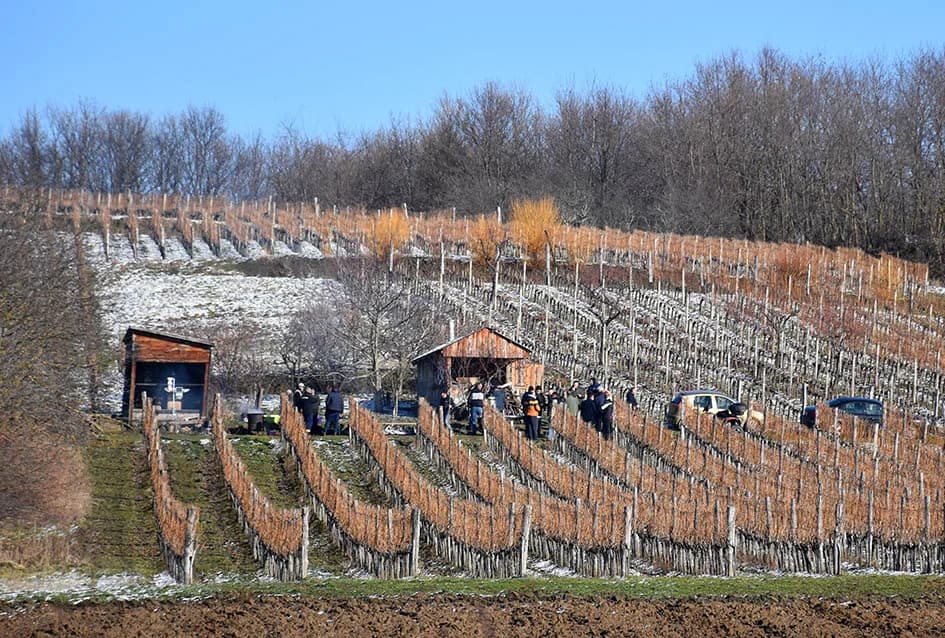 VINCELOVO U VINOGRADU OBITELJI MAJSTOROVIĆ U KUTJEVU: Zazvali bogatu berbu i obilje vina u podrumu