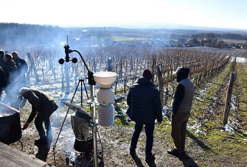 VINCELOVO U VINOGRADU OBITELJI MAJSTOROVIĆ U KUTJEVU: Zazvali bogatu berbu i obilje vina u podrumu