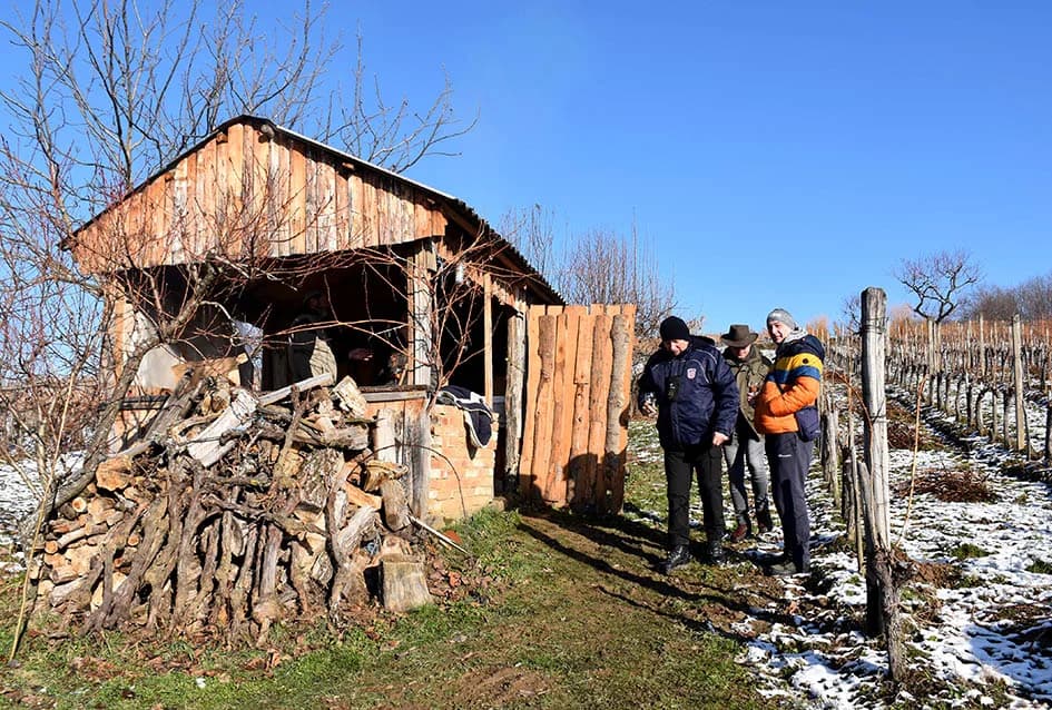 VINCELOVO U VINOGRADU OBITELJI MAJSTOROVIĆ U KUTJEVU: Zazvali bogatu berbu i obilje vina u podrumu