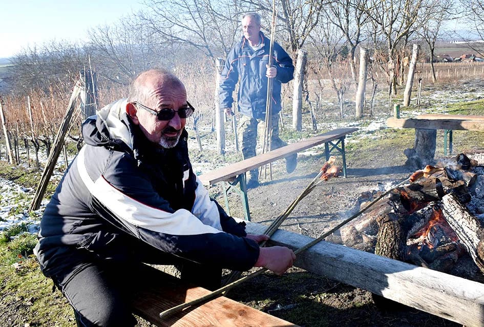 VINCELOVO U VINOGRADU OBITELJI MAJSTOROVIĆ U KUTJEVU: Zazvali bogatu berbu i obilje vina u podrumu