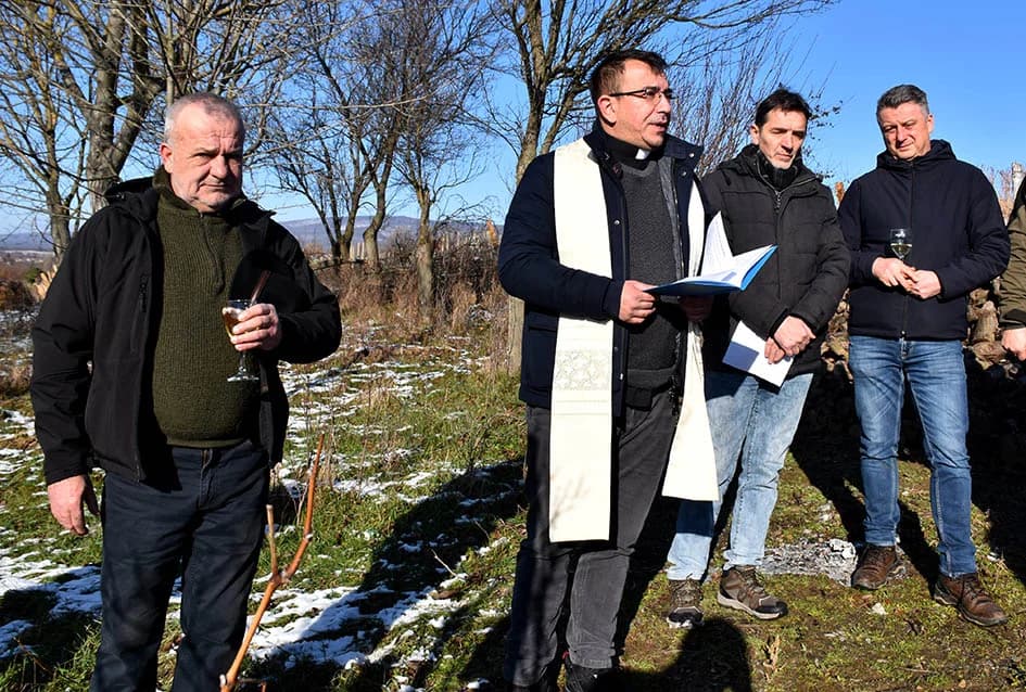 VINCELOVO U VINOGRADU OBITELJI MAJSTOROVIĆ U KUTJEVU: Zazvali bogatu berbu i obilje vina u podrumu