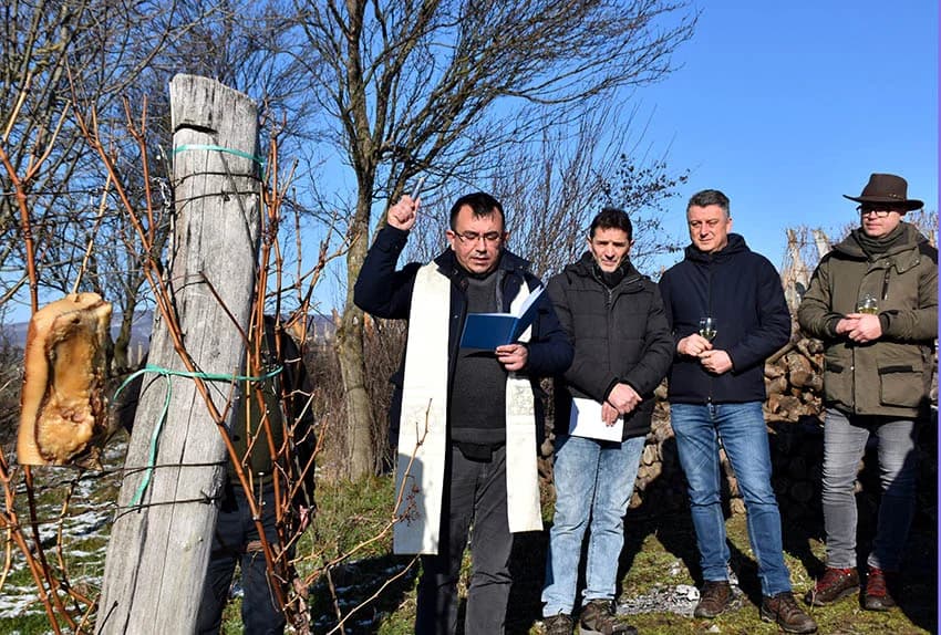 VINCELOVO U VINOGRADU OBITELJI MAJSTOROVIĆ U KUTJEVU: Zazvali bogatu berbu i obilje vina u podrumu