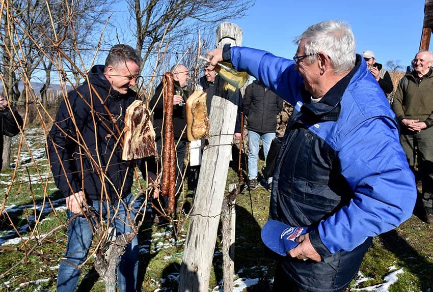 VINCELOVO U VINOGRADU OBITELJI MAJSTOROVIĆ U KUTJEVU: Zazvali bogatu berbu i obilje vina u podrumu