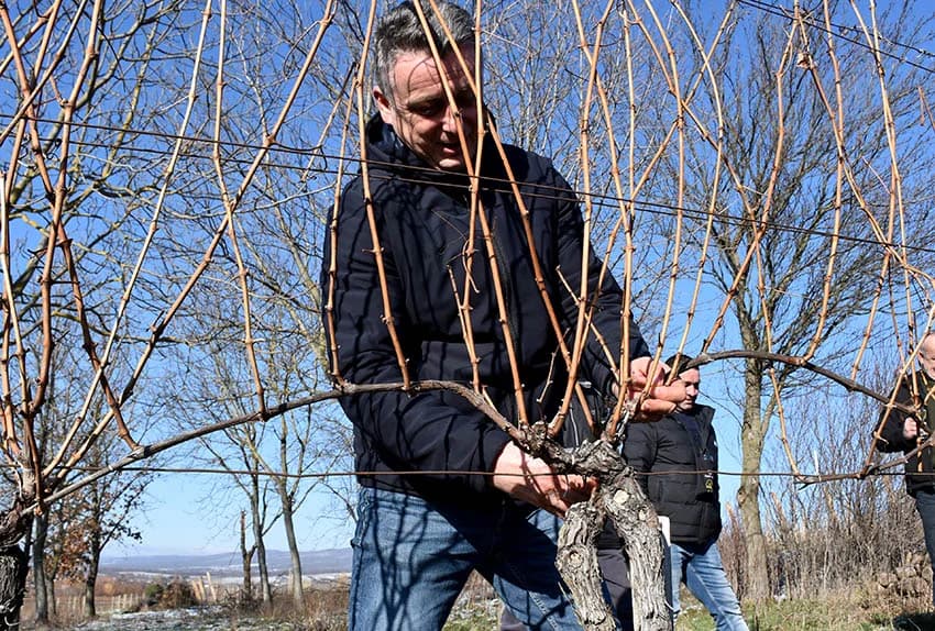 VINCELOVO U VINOGRADU OBITELJI MAJSTOROVIĆ U KUTJEVU: Zazvali bogatu berbu i obilje vina u podrumu