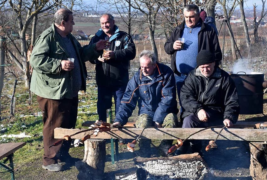 VINCELOVO U VINOGRADU OBITELJI MAJSTOROVIĆ U KUTJEVU: Zazvali bogatu berbu i obilje vina u podrumu