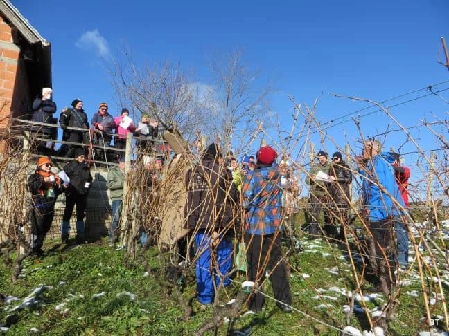 BRODSKI DRENOVAC: Održana 12. manifestacija  „Planinarsko Vinkovo na Viljevuʼ