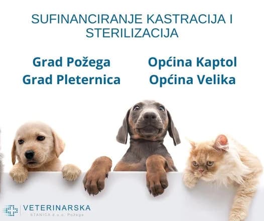 Kastracija pasa i mačaka