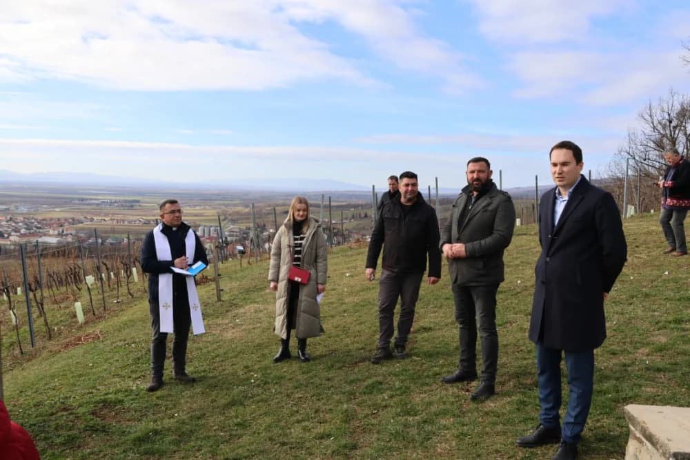 Orezani prvi trsovi u vinogradima Kutjeva d.d.