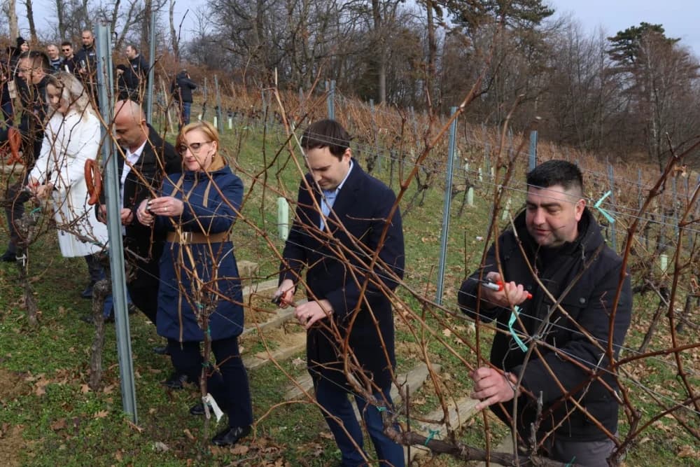 Orezani prvi trsovi u vinogradima Kutjeva d.d.