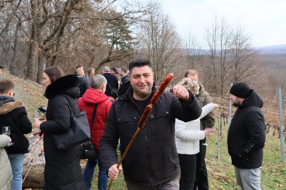 Orezani prvi trsovi u vinogradima Kutjeva d.d.