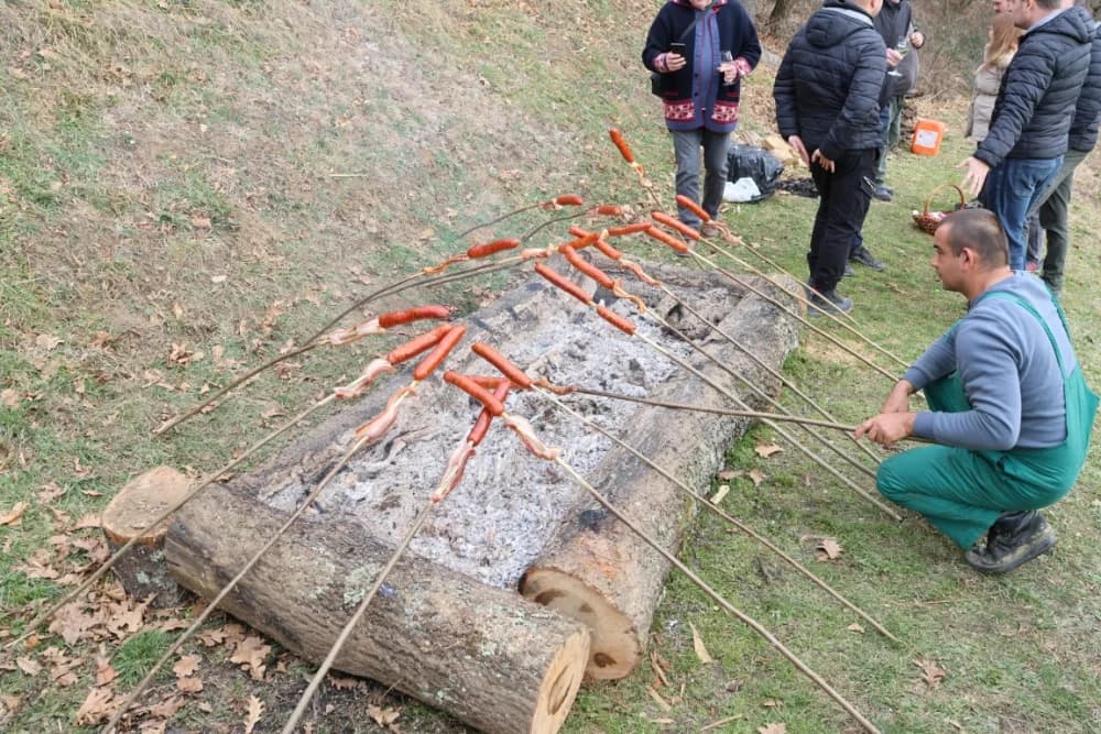 Orezani prvi trsovi u vinogradima Kutjeva d.d.