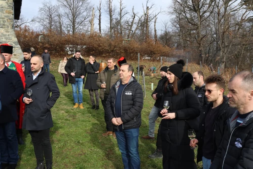 Orezani prvi trsovi u vinogradima Kutjeva d.d.