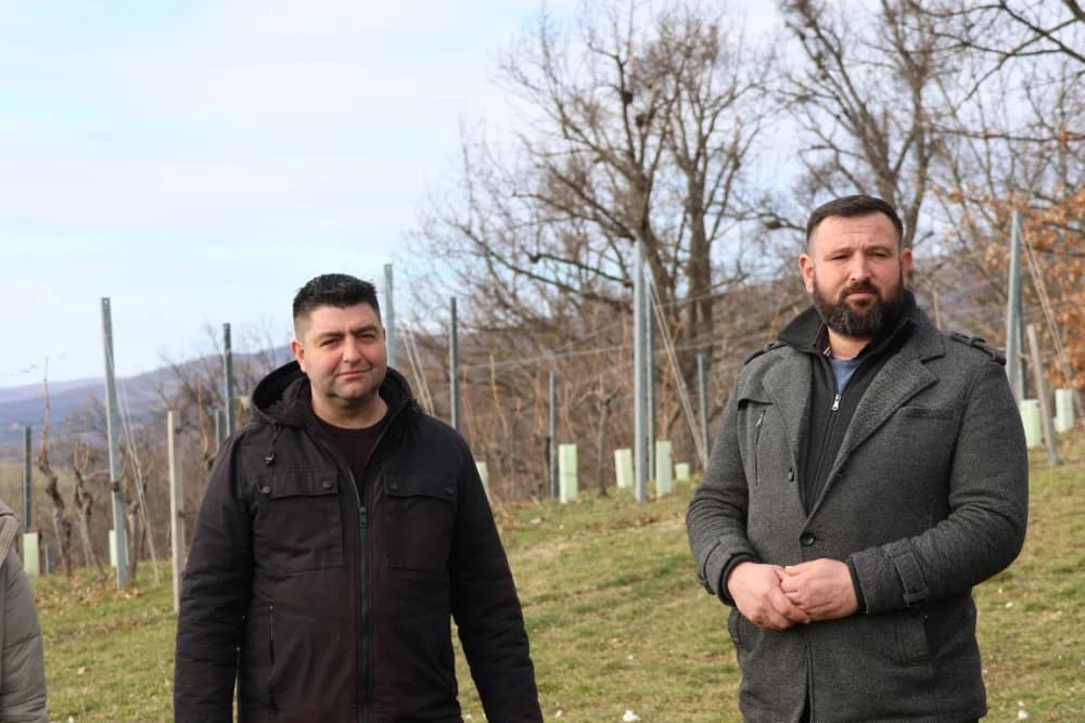 Orezani prvi trsovi u vinogradima Kutjeva d.d.