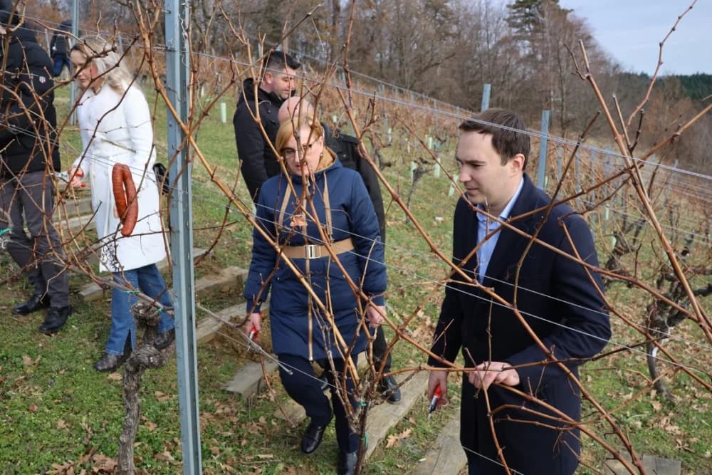 Orezani prvi trsovi u vinogradima Kutjeva d.d.