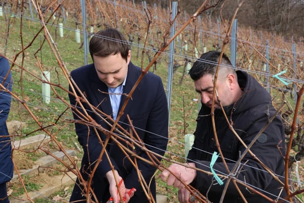 Orezani prvi trsovi u vinogradima Kutjeva d.d.