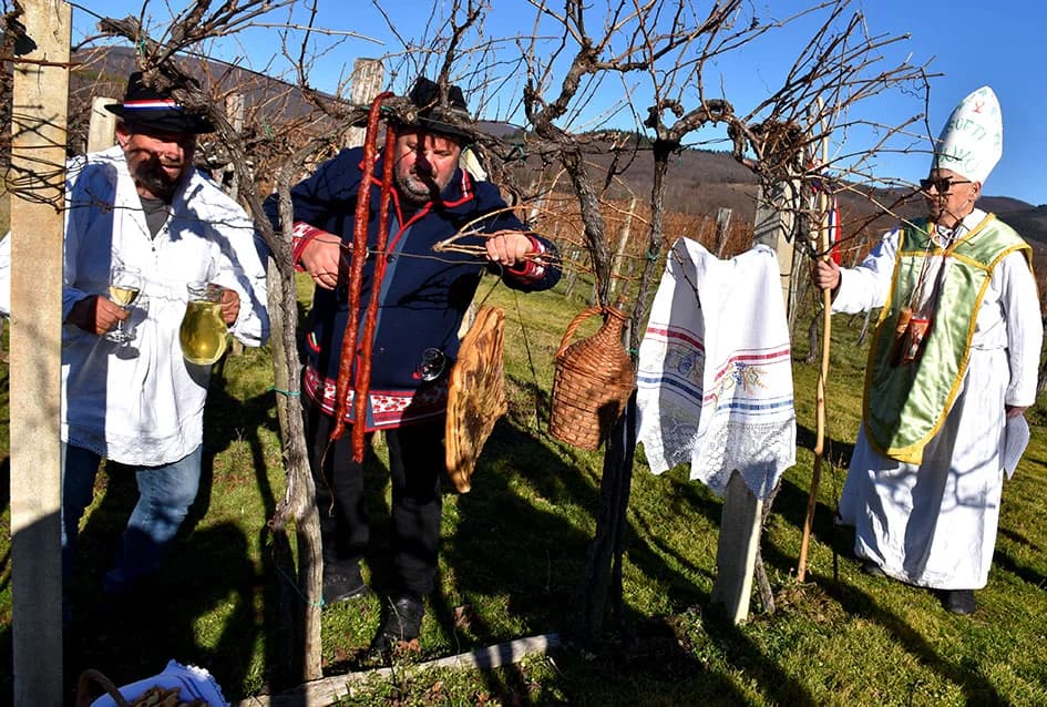I TO SE DOGODILO U UDRUZI „VINO-KAP“ IZ KAPTOLA: Dugogodišnji predsjednik Novak postao napokon i vinogradar
