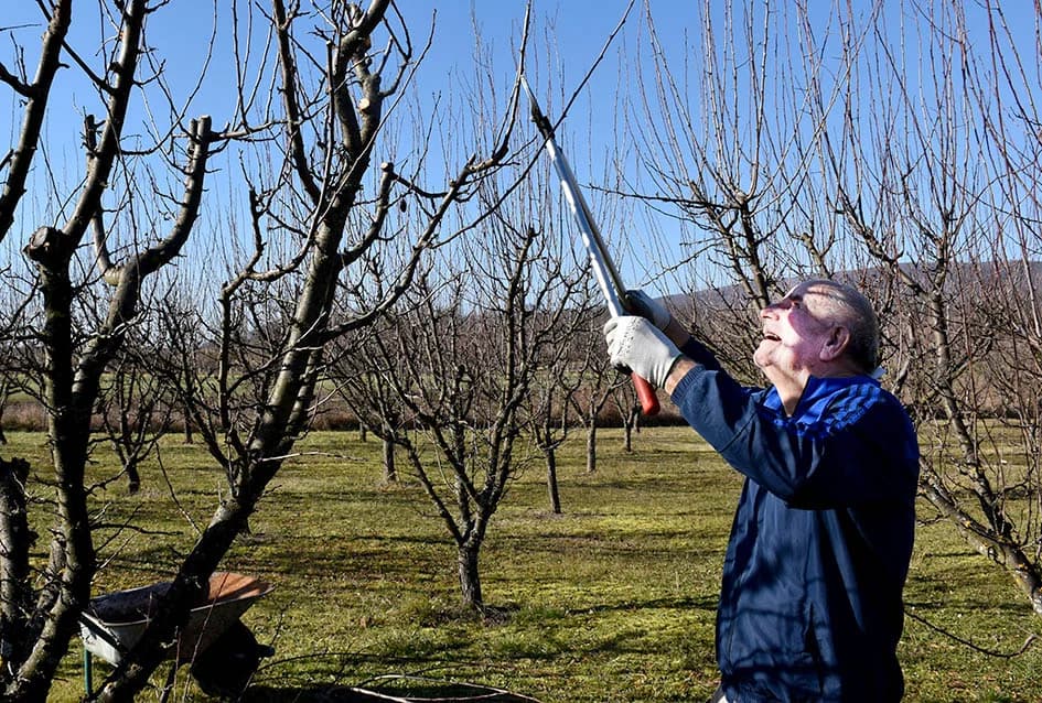 KUTJEVČANIN MARKO MARINIĆ STRASTVENI JE VOĆAR: Počeli radovi u voćnjaku