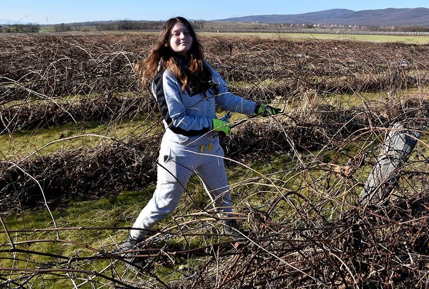 TVRTKA LOZNI CIJEPOVI CENBAUER IZ KUTJEVA: Loze za mnoge tipova tla i klimatske uvijete