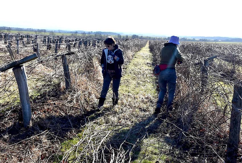 TVRTKA LOZNI CIJEPOVI CENBAUER IZ KUTJEVA: Loze za mnoge tipova tla i klimatske uvijete