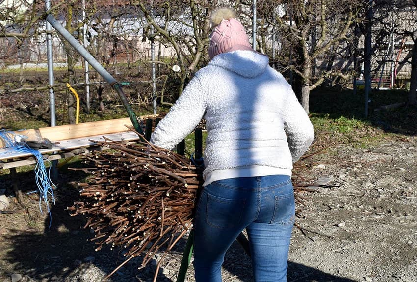 TVRTKA LOZNI CIJEPOVI CENBAUER IZ KUTJEVA: Loze za mnoge tipova tla i klimatske uvijete