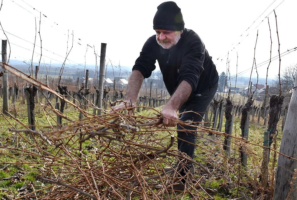 POČELA REZIDBA VINOGRADA DRAGE MAJSTOROVIĆA U KUTJEVU: Prijatelji priskočili u pomoć