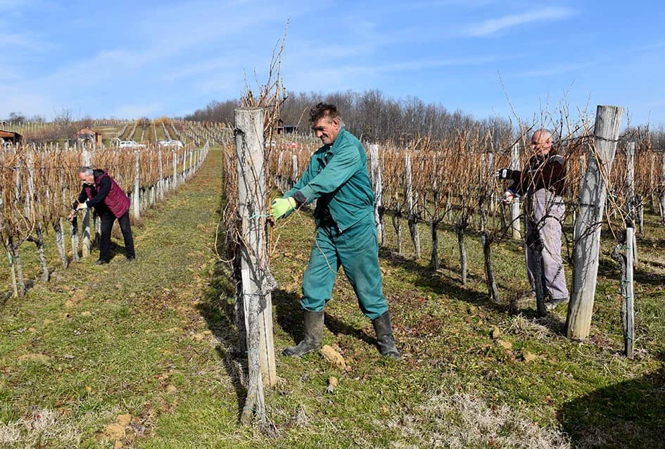 POČELA REZIDBA VINOGRADA DRAGE MAJSTOROVIĆA U KUTJEVU: Prijatelji priskočili u pomoć