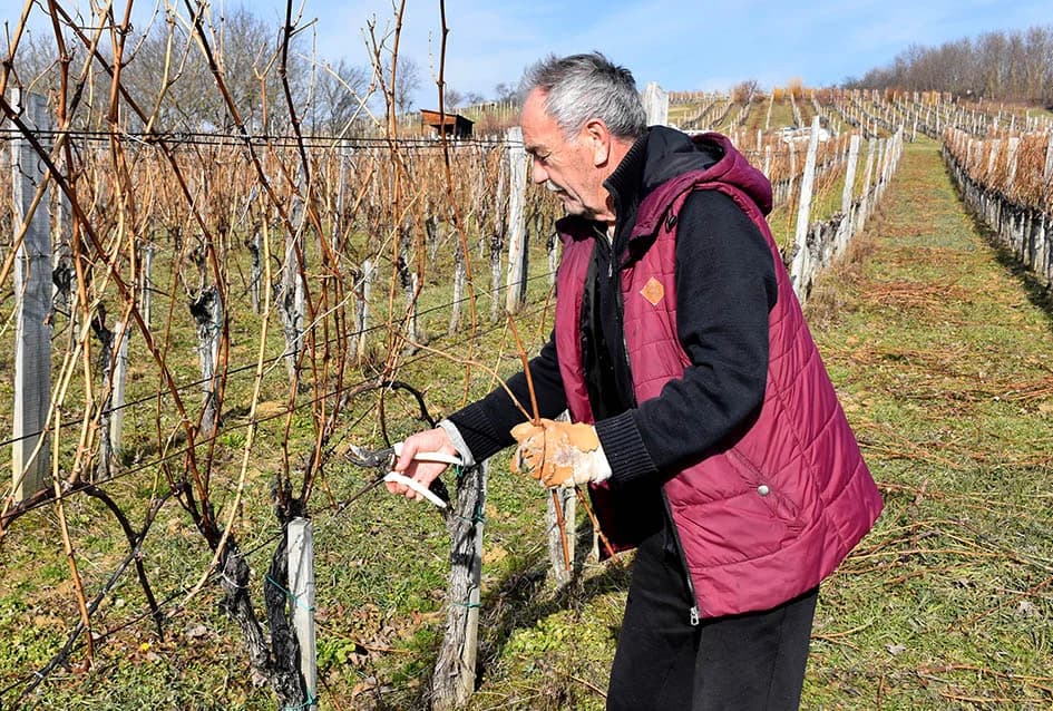 POČELA REZIDBA VINOGRADA DRAGE MAJSTOROVIĆA U KUTJEVU: Prijatelji priskočili u pomoć