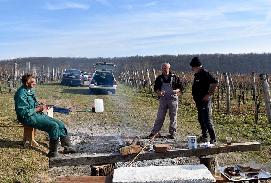 POČELA REZIDBA VINOGRADA DRAGE MAJSTOROVIĆA U KUTJEVU: Prijatelji priskočili u pomoć