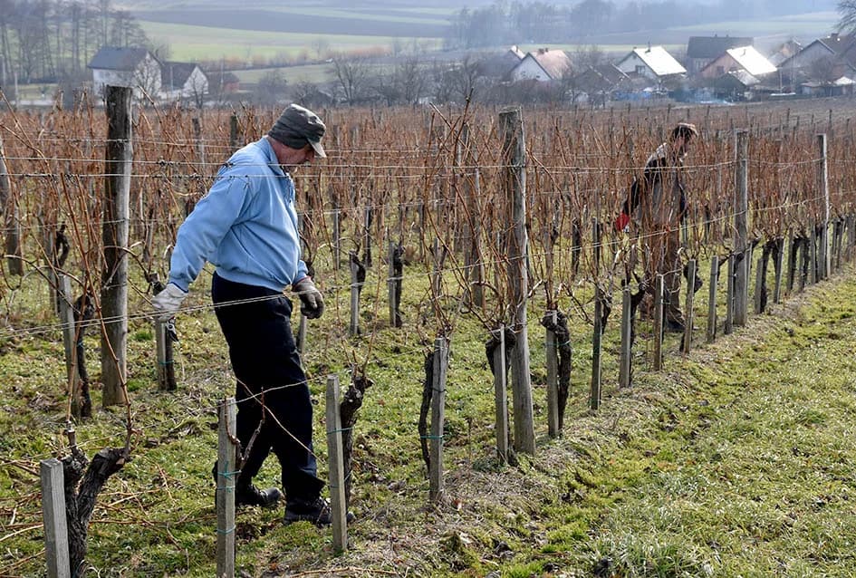 POČELA REZIDBA VINOGRADA DRAGE MAJSTOROVIĆA U KUTJEVU: Prijatelji priskočili u pomoć