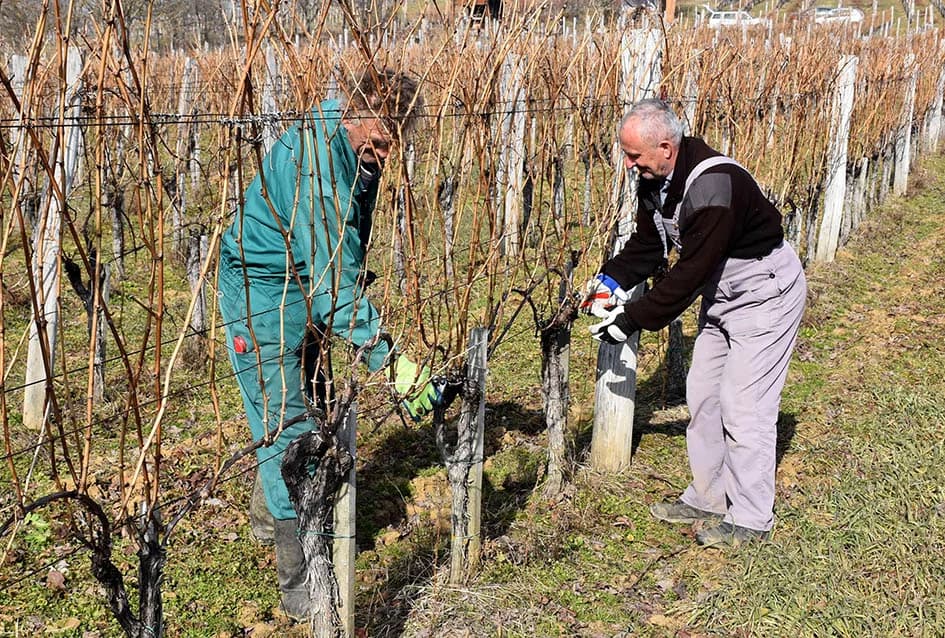 POČELA REZIDBA VINOGRADA DRAGE MAJSTOROVIĆA U KUTJEVU: Prijatelji priskočili u pomoć