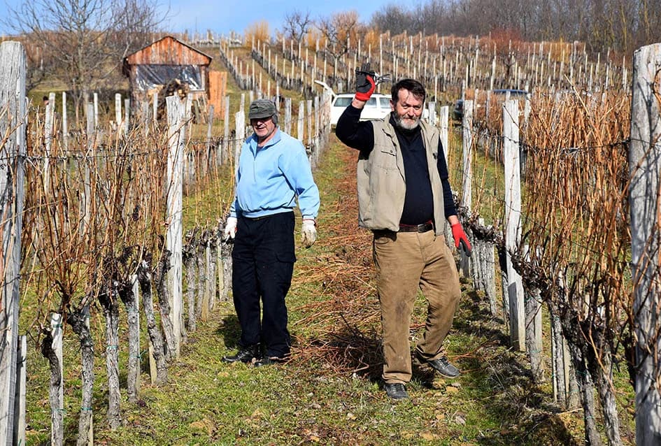 POČELA REZIDBA VINOGRADA DRAGE MAJSTOROVIĆA U KUTJEVU: Prijatelji priskočili u pomoć