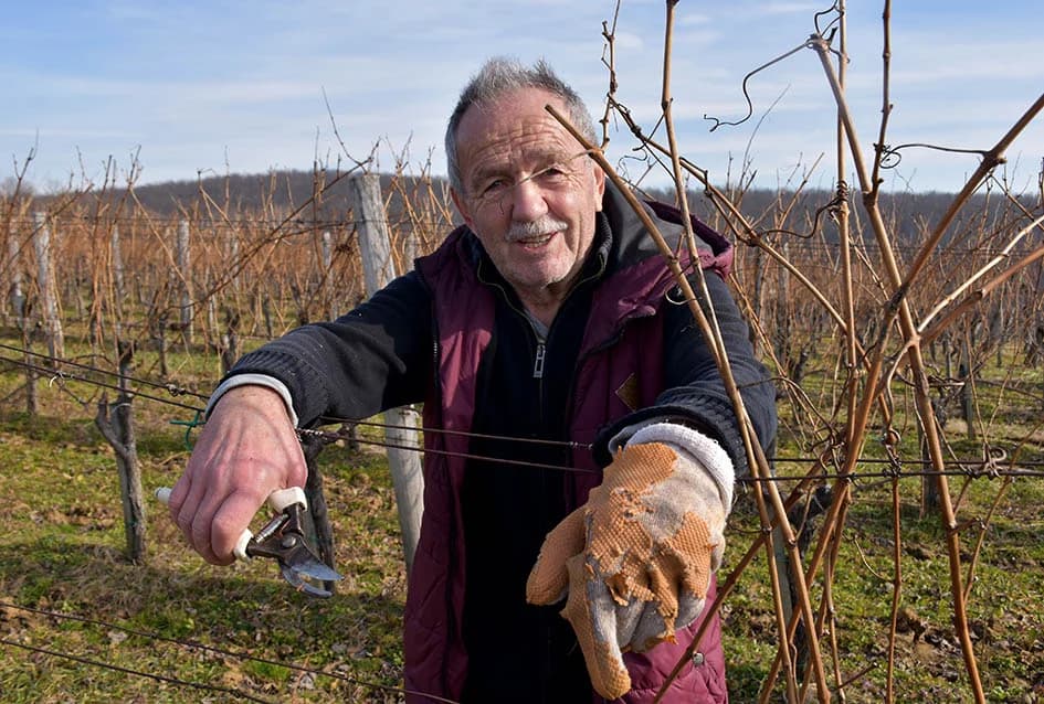 POČELA REZIDBA VINOGRADA DRAGE MAJSTOROVIĆA U KUTJEVU: Prijatelji priskočili u pomoć