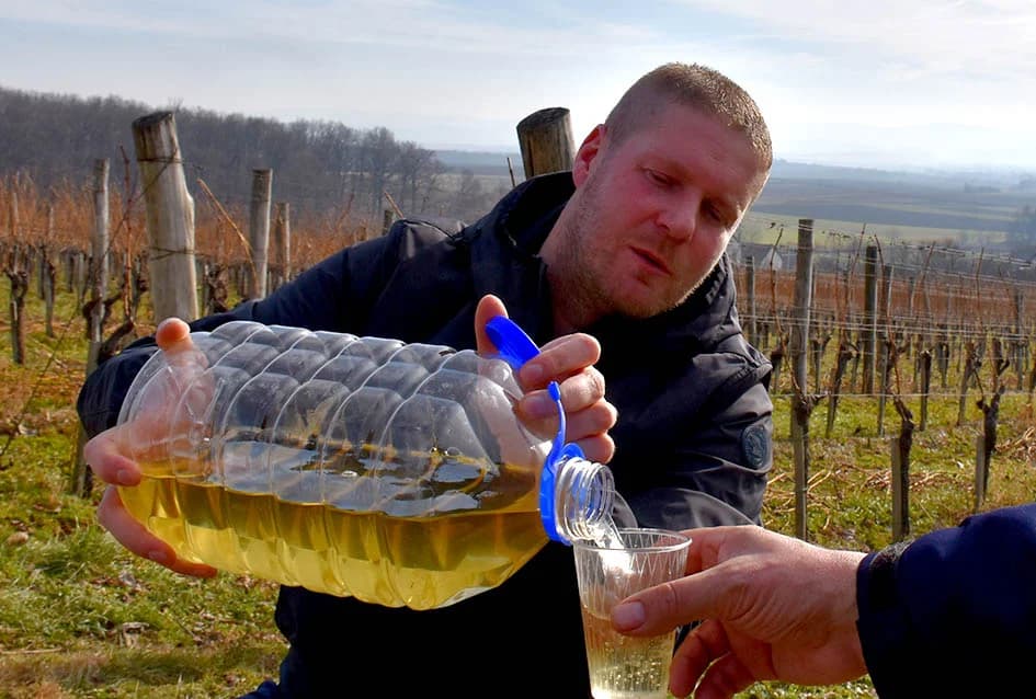POČELA REZIDBA VINOGRADA DRAGE MAJSTOROVIĆA U KUTJEVU: Prijatelji priskočili u pomoć